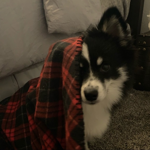 Meet your Posher, Aranza - Picture 8 of 8